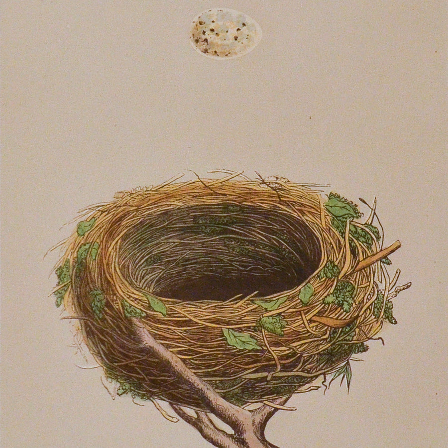 Morris Nests of British Birds (Matted)