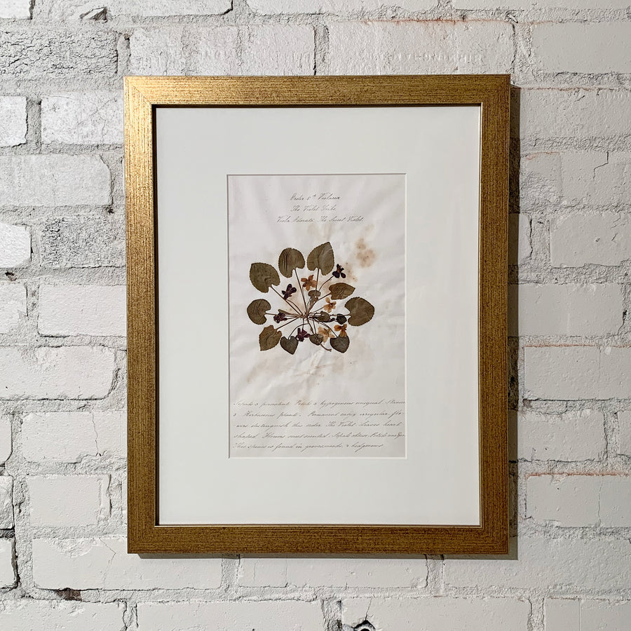 19th Century Pressed Flowers 2nd Collection Framed 2